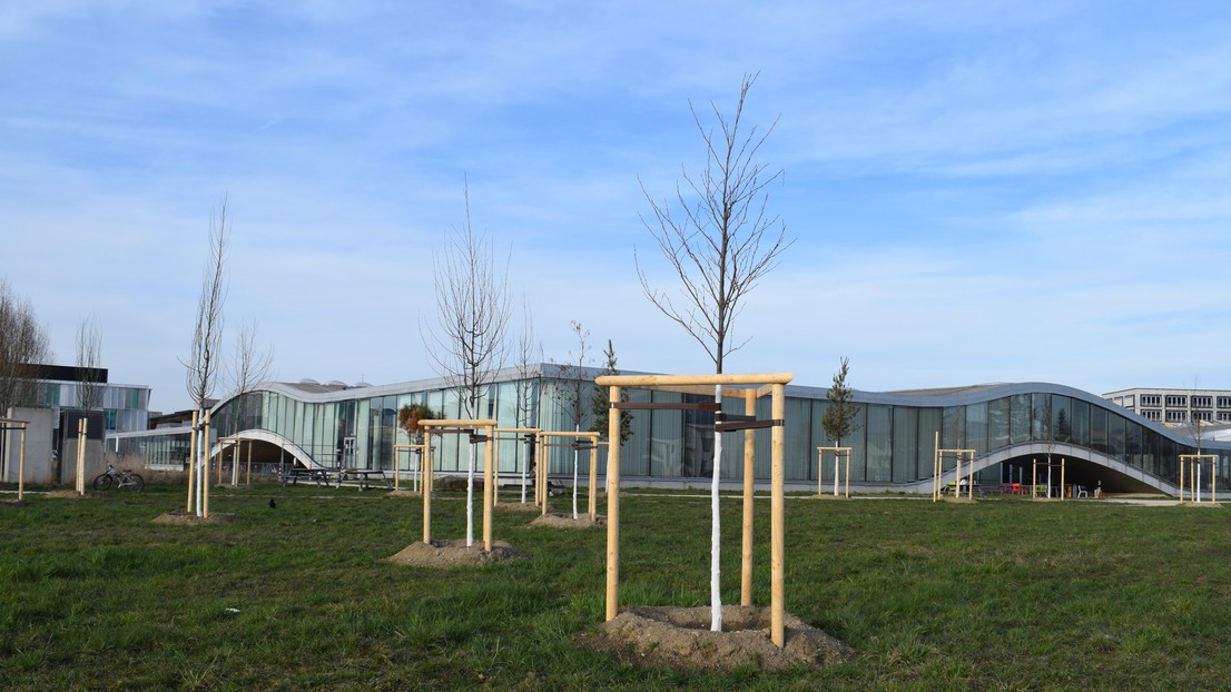 Young trees southwest of the Rolex Learning Center © 2023 EPFL Lina Bentires-Alj Young trees southwest of the Rolex Learning Center © 2023 EPFL Lina Bentires-Alj